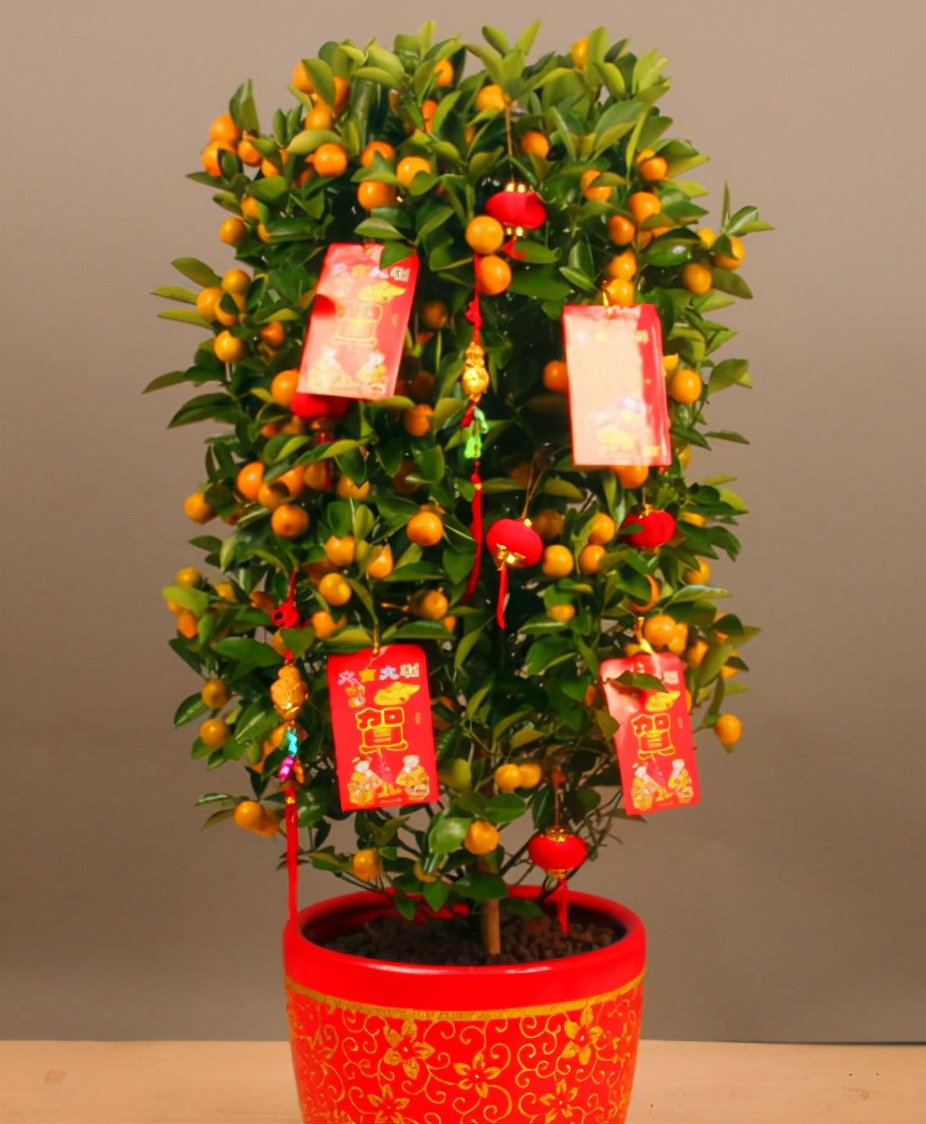 5种年宵花春节必须买一盆富贵招财寓意好吉利又喜庆