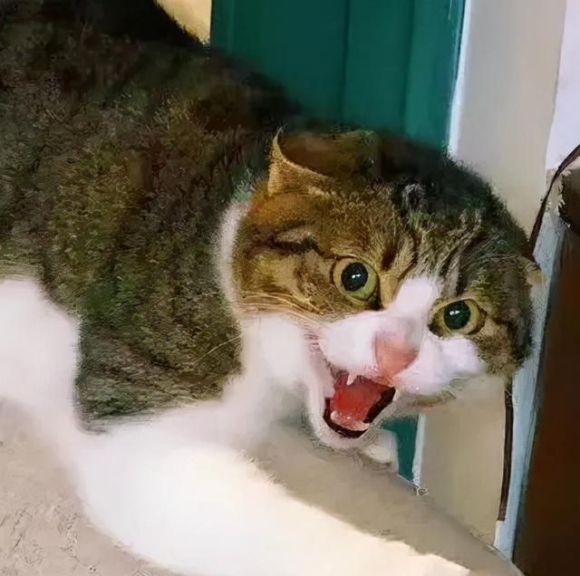 两猫打架谁处于优势看耳朵就知道