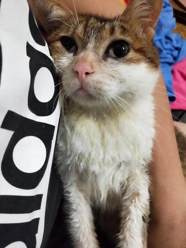 流浪母猫背着幼猫求助人，医生建议做安乐，女孩的举动却很难得休闲区蓝鸢梦想 - Www.slyday.coM