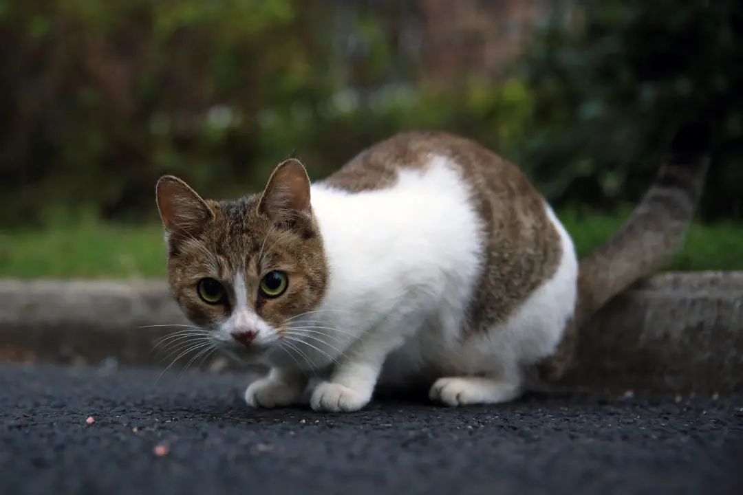 高萌预警立信邀你云吸猫