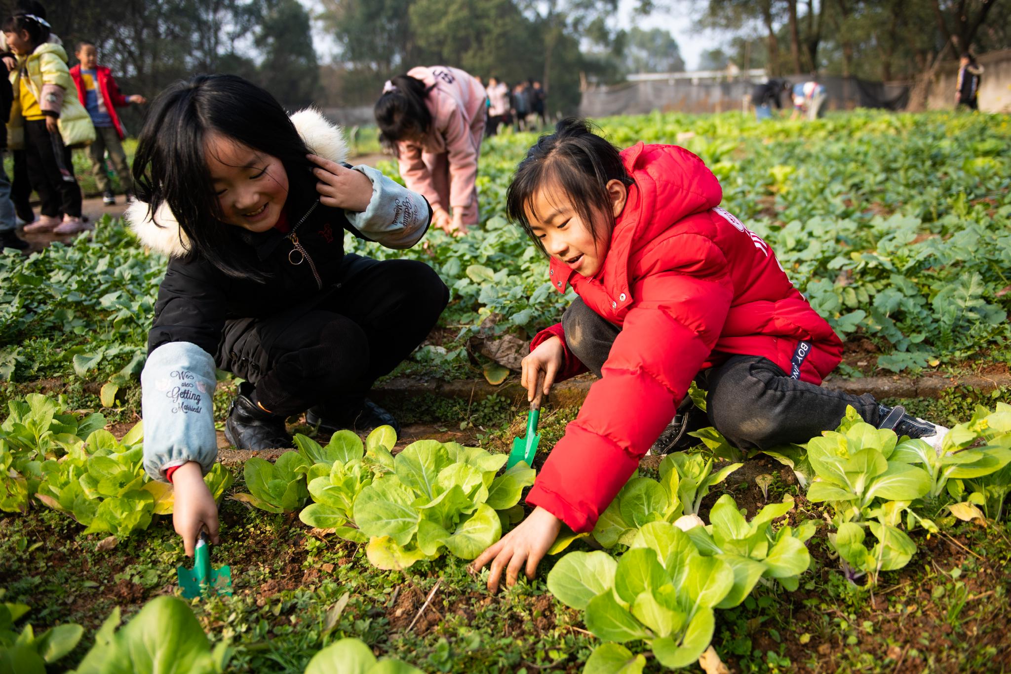 学校建开心农场学生当快乐农夫