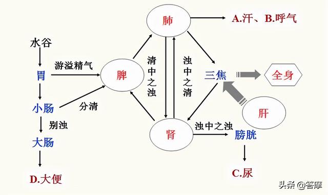 水液代谢分布图(图源:正安文化)所以当肺失去了宣发肃降功能,肯定会