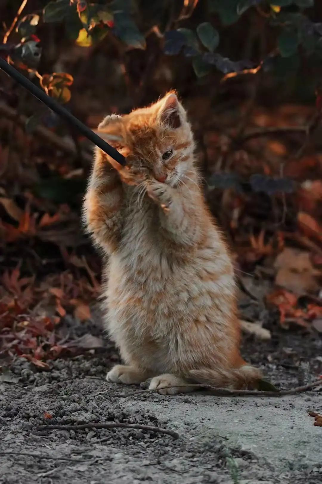 高萌预警立信邀你云吸猫