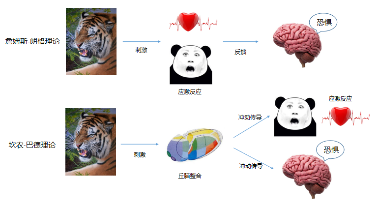 这个问题早在十九世纪末就有科学家争论,詹姆士与朗格首次提出:情绪的