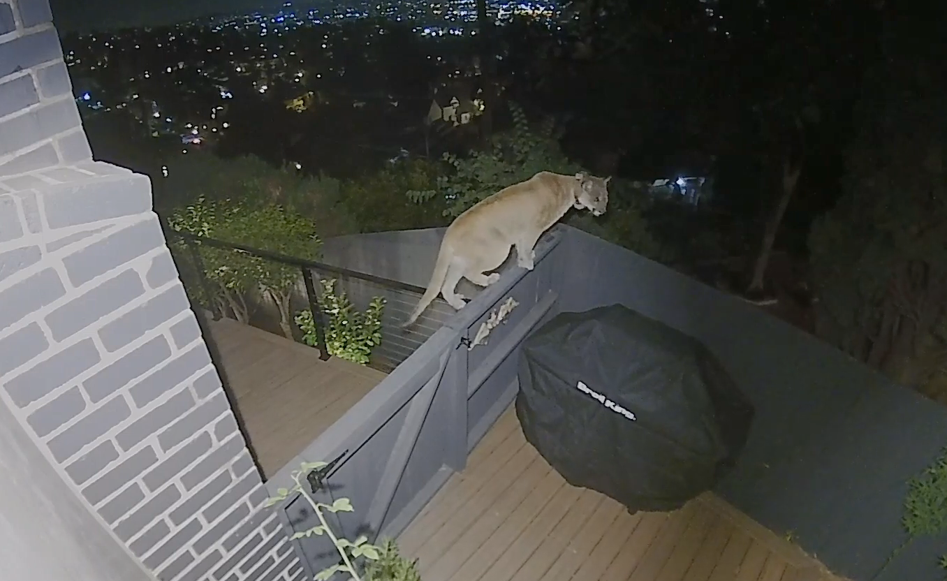 美国洛杉矶一只美洲狮闯入居民家闲逛被监控拍到