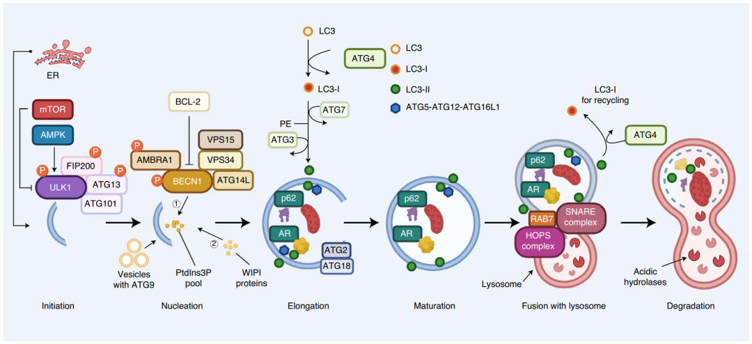 Nature重磅综述：自噬在健康衰老和疾病中的作用