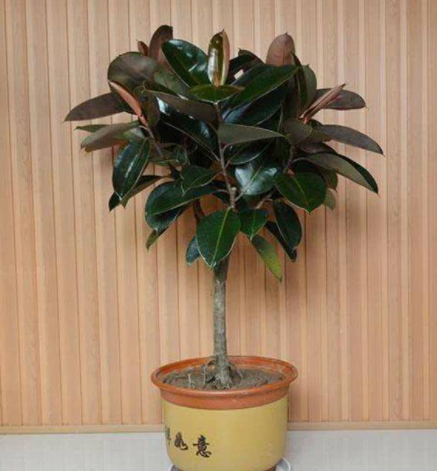 养橡皮树别乱剪记住3个修剪时间修剪3种枝养成繁茂大树