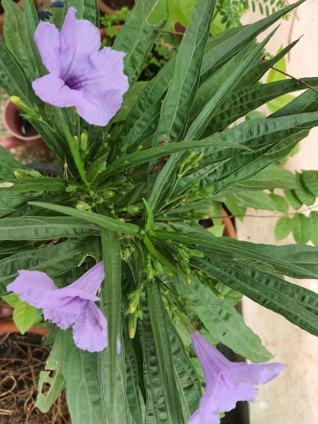 7种四季都可以养室内的开花植物,养花新手也可以尝试种几盆|养护|阴处
