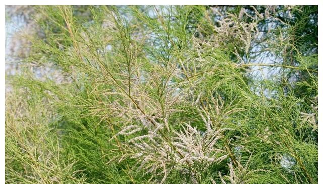 柽柳冬季能修剪吗4大原因不剪不行