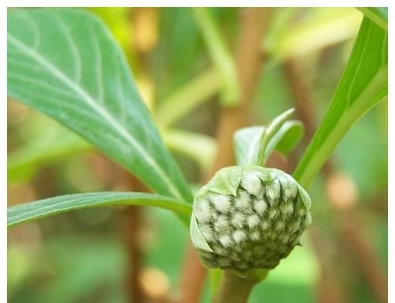 农村不起眼的天然胰岛素糖尿病人常吃稳定血糖气色更好