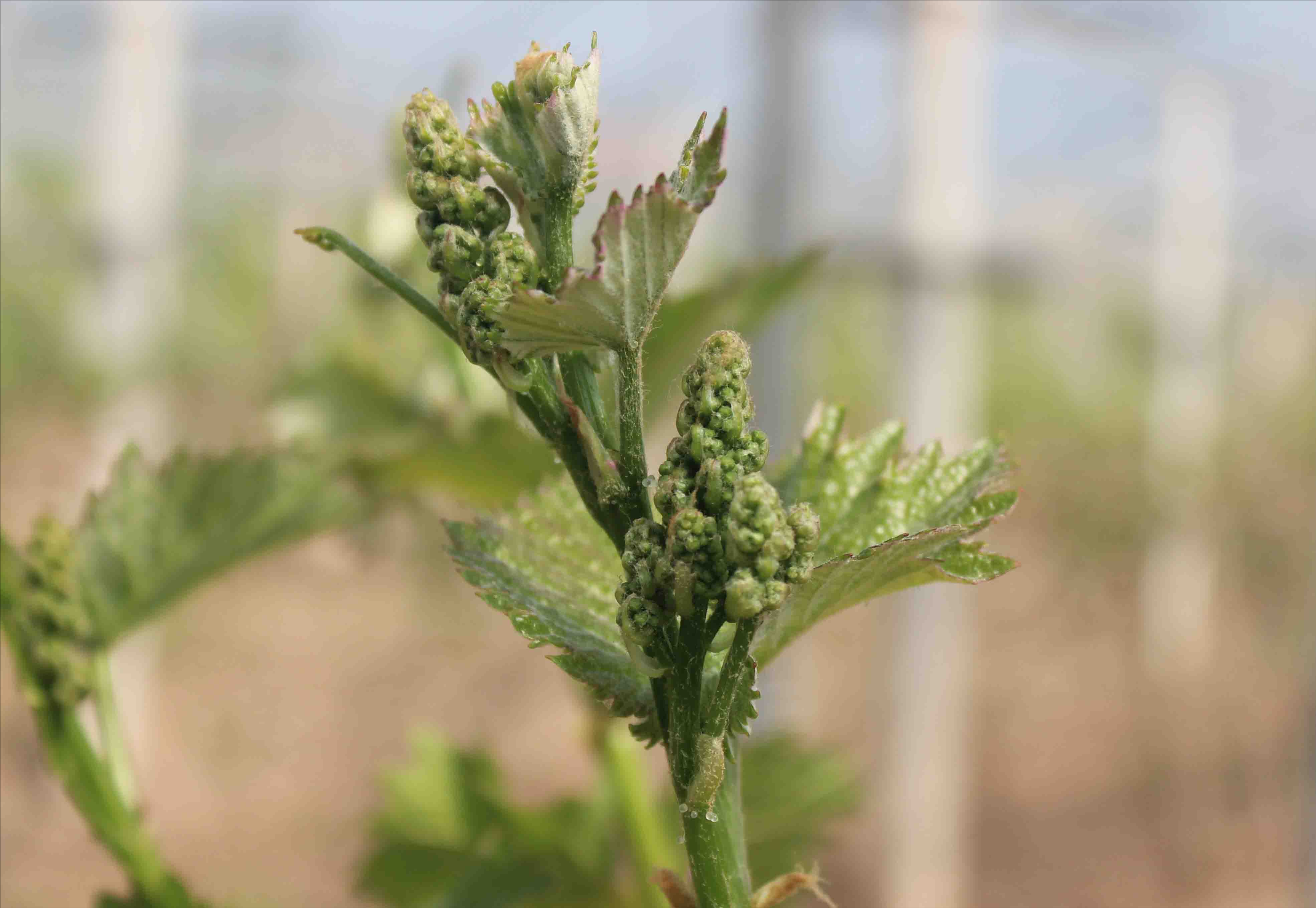 萌芽|花芽|萌芽期_新浪新闻