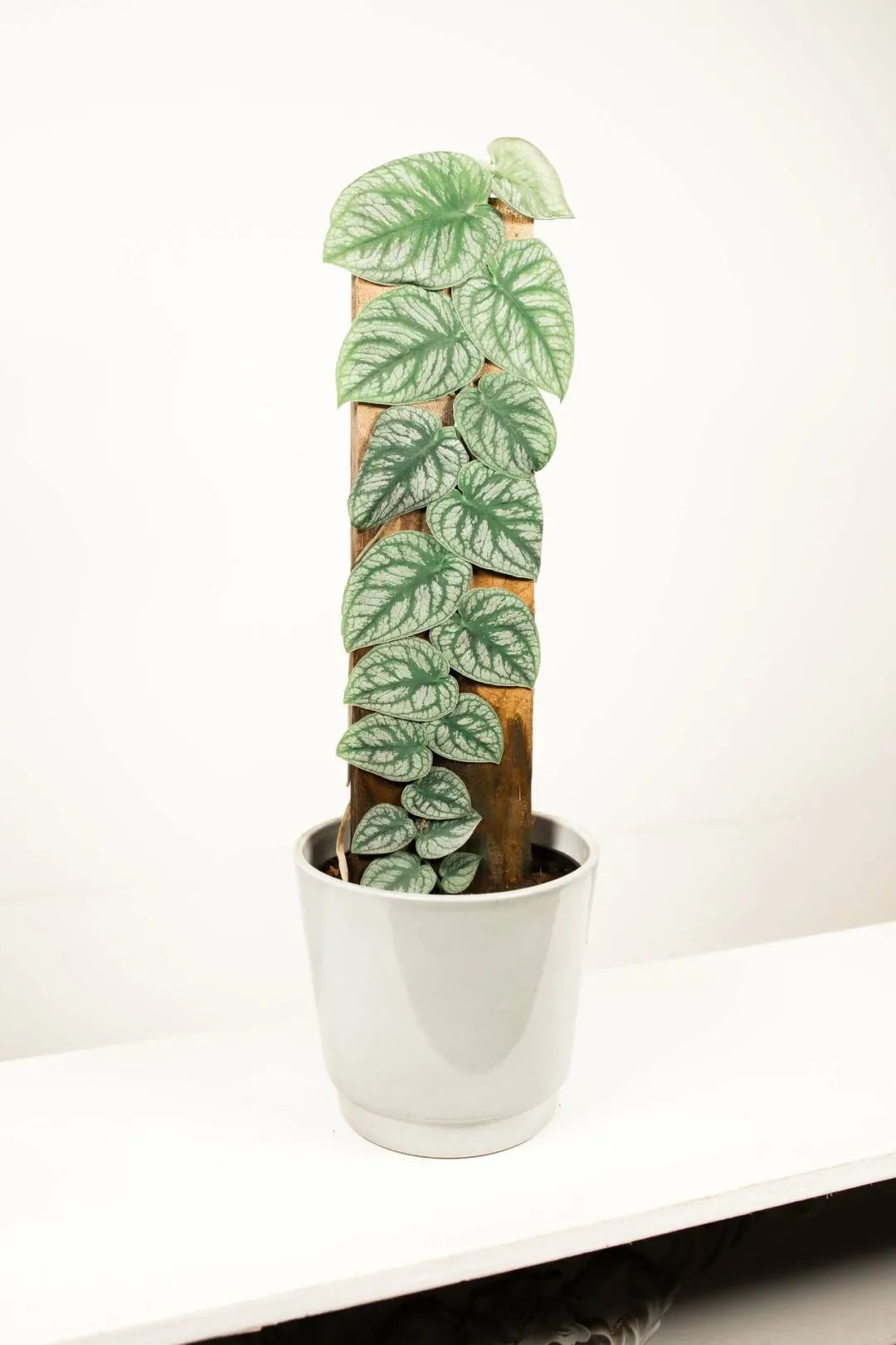 极少人养的可疑龟背竹,花市里叫它杜比亚龟背竹,看着像绿萝|龟背竹