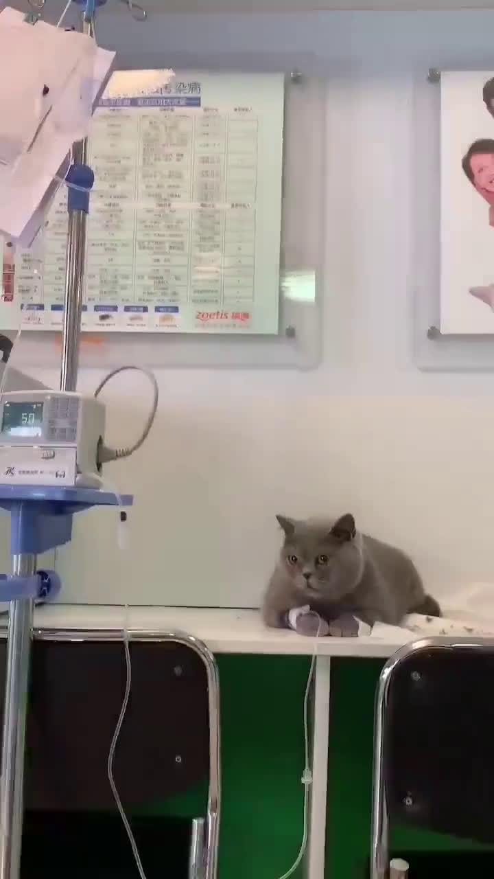 小猫咪乖乖地在输液