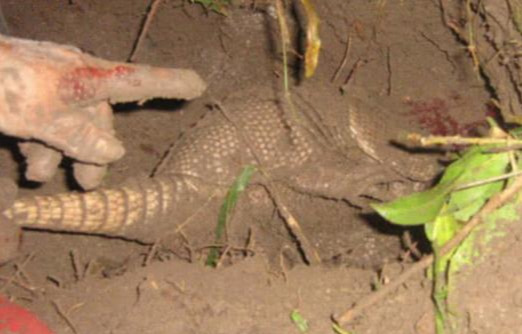 狗狗在野外发现异物,对着土地不停狂叫,主人挖开土后当场愣住休闲区蓝鸢梦想 - Www.slyday.coM 狗狗在野外发现异物,对着土地不停狂叫,主人挖开土后当场愣住休闲区蓝鸢梦想 - Www.slyday.coM