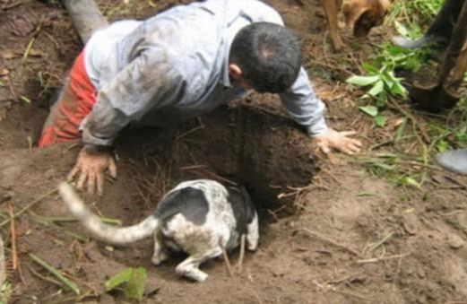 狗狗在野外发现异物,对着土地不停狂叫,主人挖开土后当场愣住休闲区蓝鸢梦想 - Www.slyday.coM 狗狗在野外发现异物,对着土地不停狂叫,主人挖开土后当场愣住休闲区蓝鸢梦想 - Www.slyday.coM
