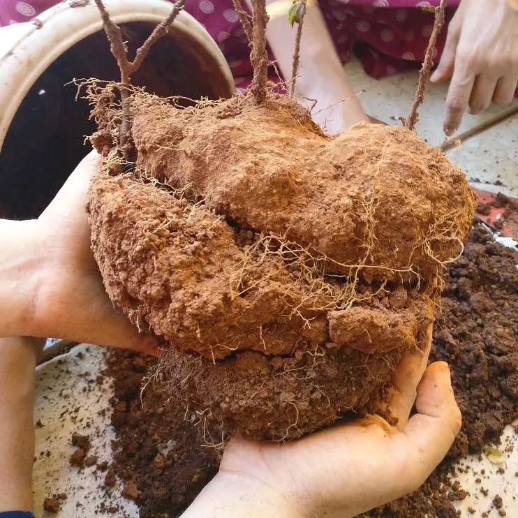 盆栽植物土壤板结怎么办