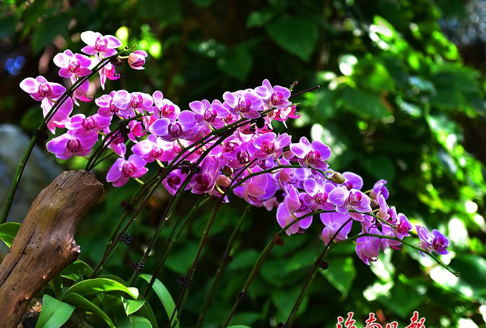 三亚亚龙湾热带天堂景区兰花谷鲜花盛开引客来