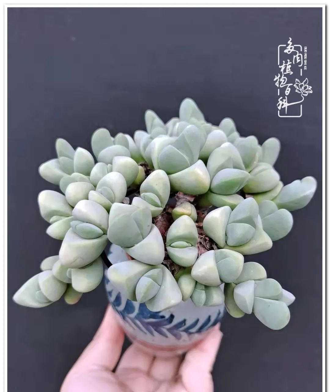 肉花的多肉历经平凡注定不凡