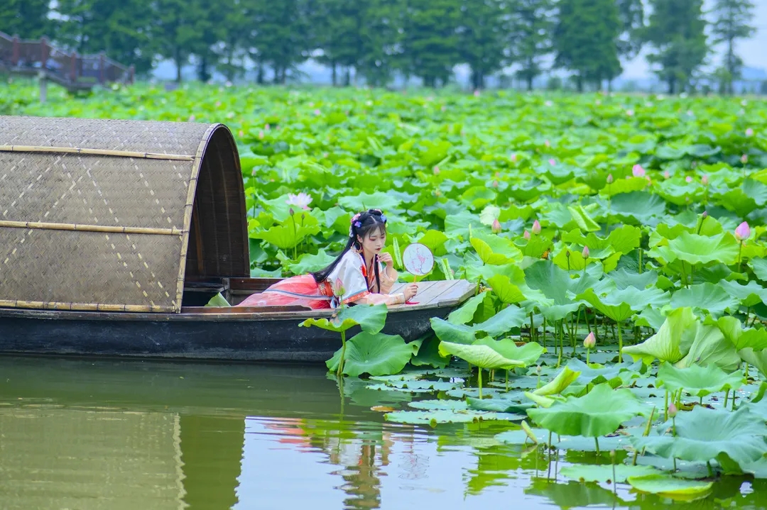 水系纵横,点缀着片片荷塘,七月盛夏,正值荷花盛开期,乘轻舟荡漾在嫩绿