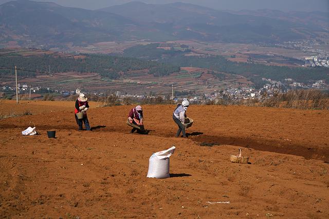 寻甸县六哨乡抢节令种马铃薯忙|马铃薯_新浪新闻
