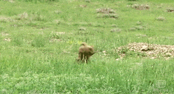 看我不打得你满地找牙，小旱崽子！