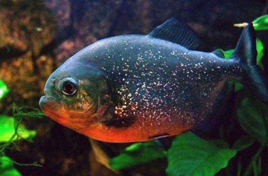 南美食人鱼在广西现身被人放到公园景观池中它有多可怕