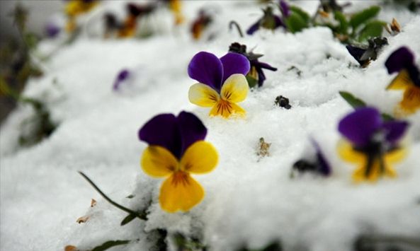 7种冰冷花雪天也开花好养又好看过年正娇艳