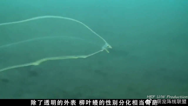 世界之最最特殊的隐身鱼类柳叶鳗