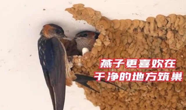 在农村燕子怎样确定垒窝地址说来你也许不信你和我也有参与