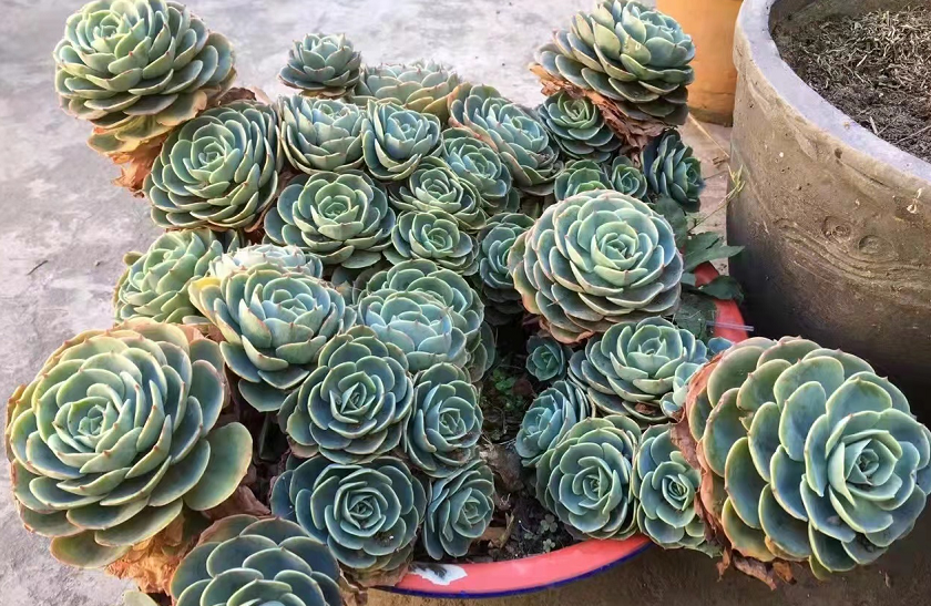 怎么养多肉玉蝶成就最美老桩除了养根叶还需人工爆头