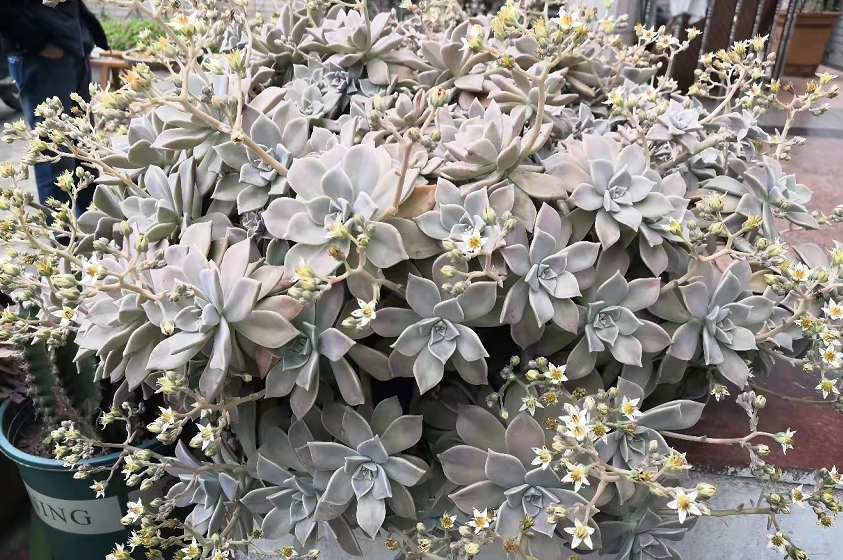 省心多肉胧月,"有条件"靠"露养"成老桩,室内盆栽就紧抓3点|吊桩|花土|