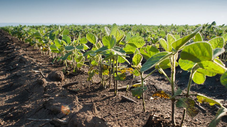 关于大豆施肥技术要点在种植过程中要掌握各种肥料的运用
