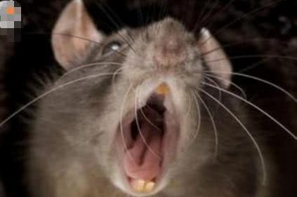 大妈用老鼠药毒翻老鼠不假思索一把抓去结果让她不寒而栗