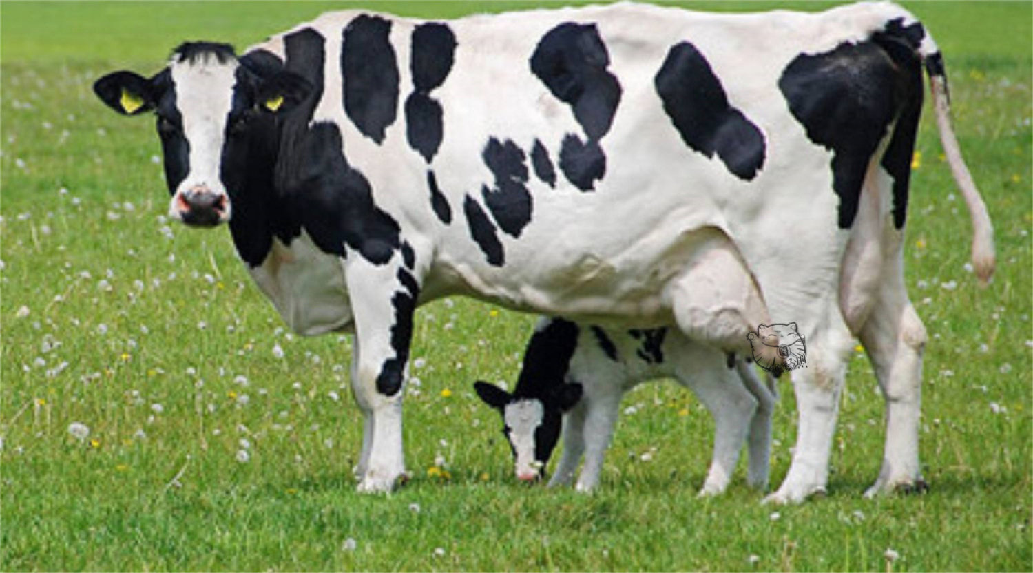 土耳其农场主给奶牛戴上vr设备可以提升牛奶产量