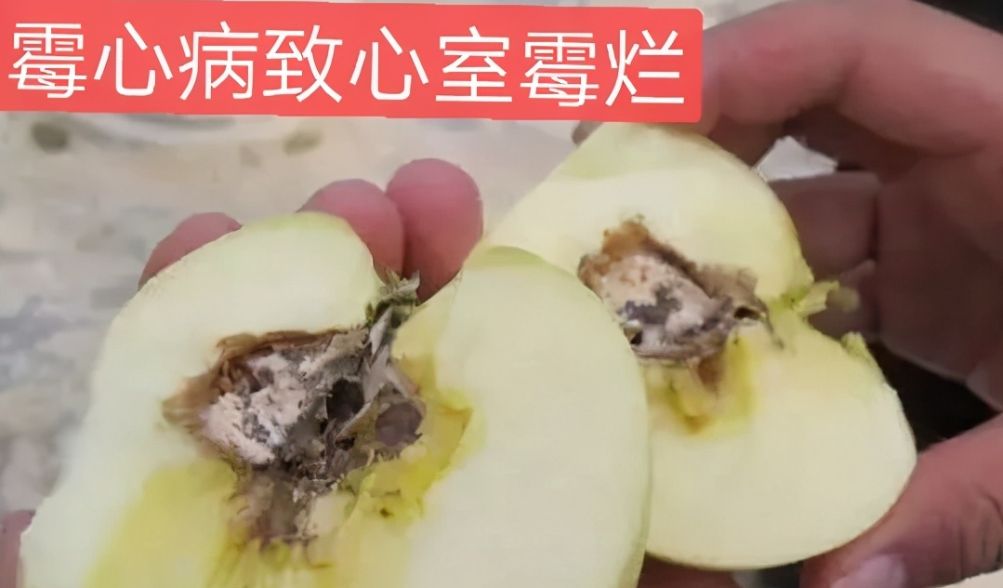 ②苹果霉心病菌借气流传播,靠雨雾露水侵染,从苹果的花期开始到果实