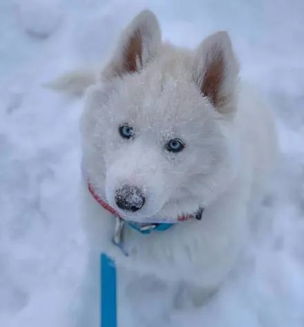 当纯白雪哈遇上雪景,画面简直美爆了!|哈士奇_新浪新闻