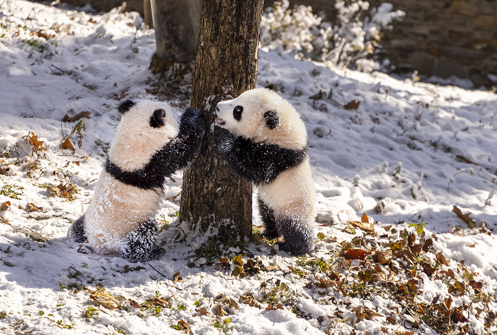 四川汶川大熊猫雪中嬉戏打闹又糯又奶