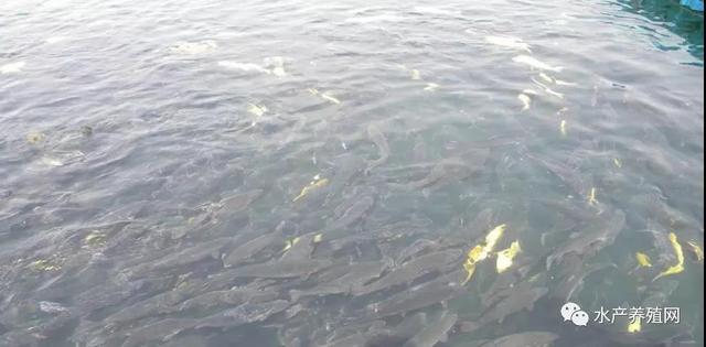 为什么有的养殖户饲料越用越便宜？休闲区蓝鸢梦想 - Www.slyday.coM