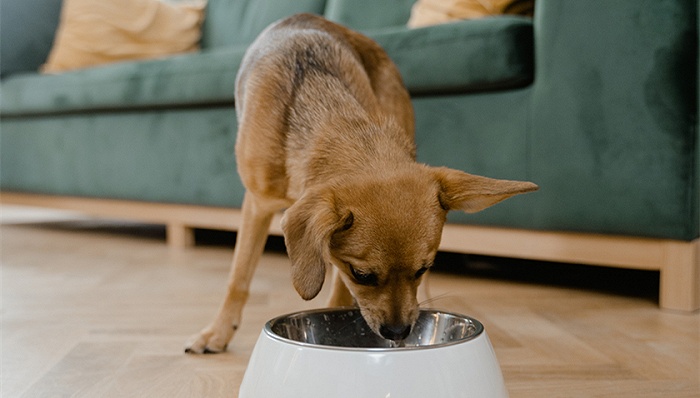 猫猫狗狗都是吞金兽，但它们吃的小饼干却没那么赚钱休闲区蓝鸢梦想 - Www.slyday.coM