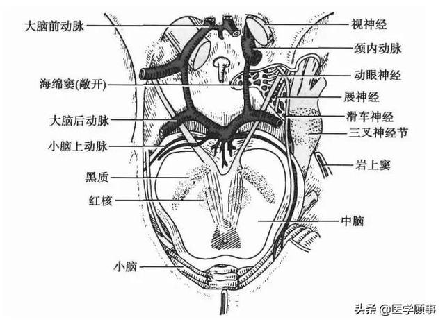 蝶鞍区的应用解剖