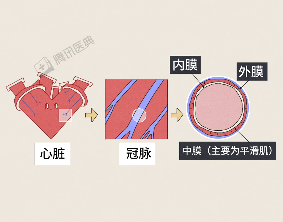 它从内向外有三层:内膜,中膜(主要为平滑肌),外膜,这三层结构的功能