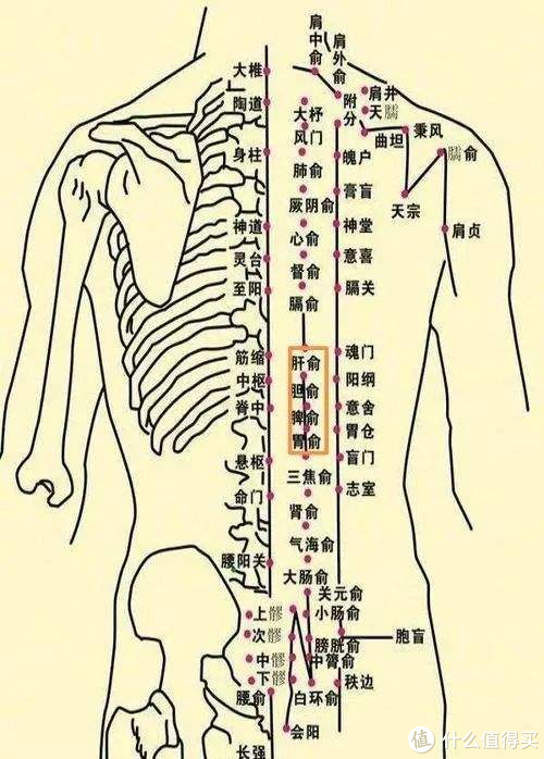 人体后面腰疼痛位置图图片