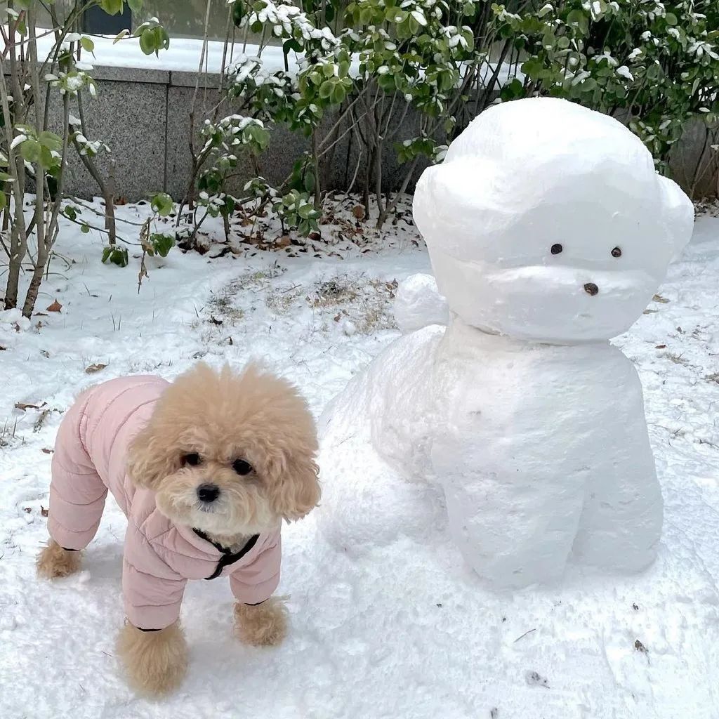 还以为一家三口萨摩在雪地玩耍走近才发现