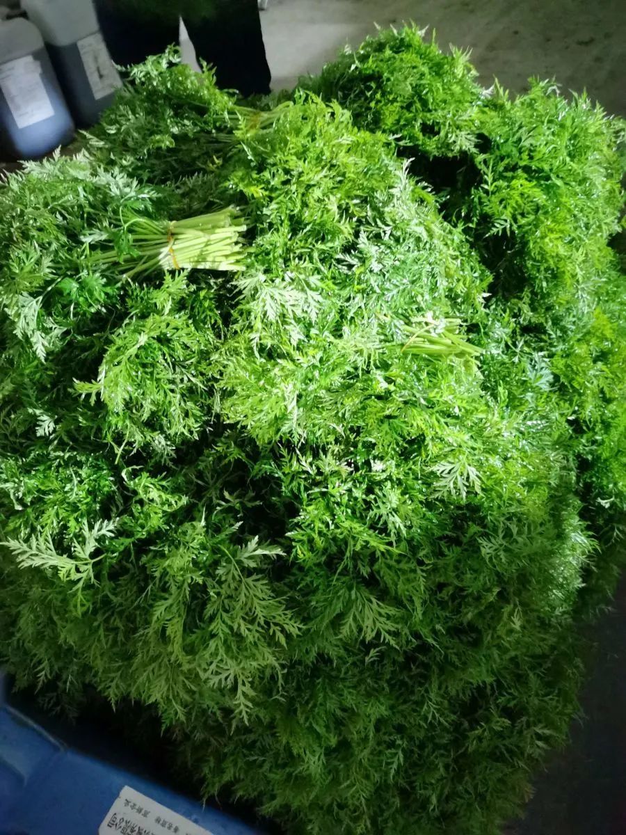 清香味是芹菜的3倍 蘼 Mi 芜 Wu 是个啥东东 加工方式也太新潮了吧 彭州 芽苗 川芎 新浪新闻