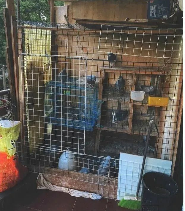 (再次搭建的鸽子笼)