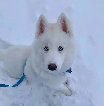 当纯白雪哈遇上雪景,画面简直美爆了!|哈士奇_新浪新闻