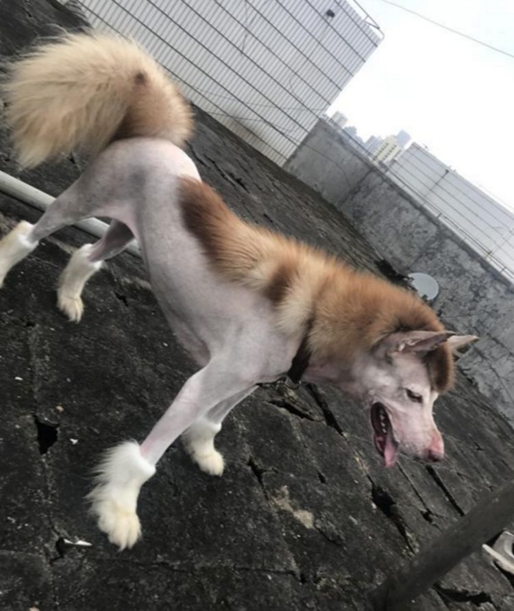 夏天主人担心二哈中暑,带它去剪了个新造型,成功变声