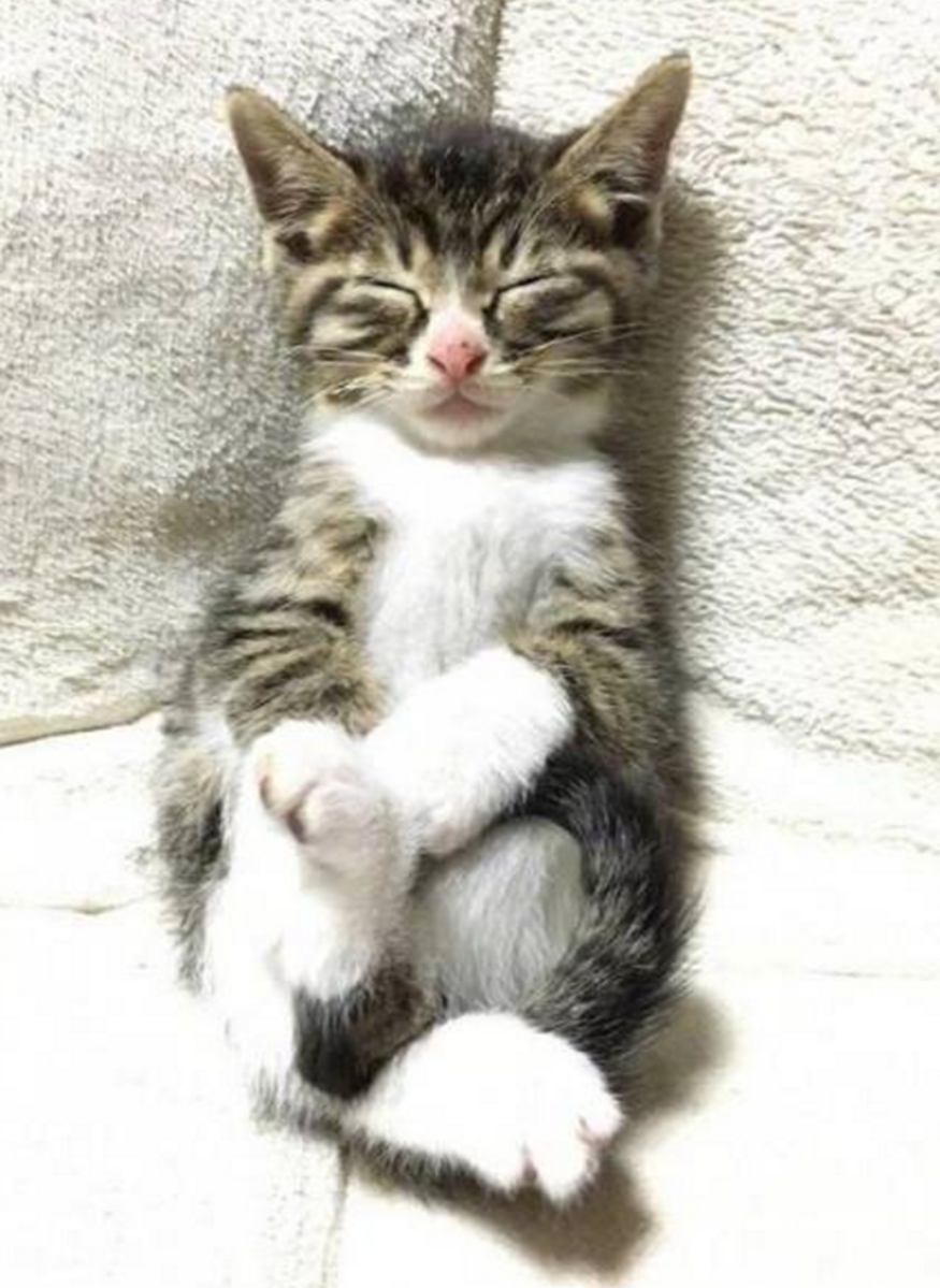 将猫咪抱在沙发上猫咪无聊得睡着了可爱模样让主人想多看几眼