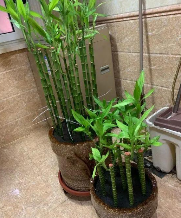 所以如果坚持养花,摆放在客厅就是不错的选择,而且将富贵竹摆放在对门