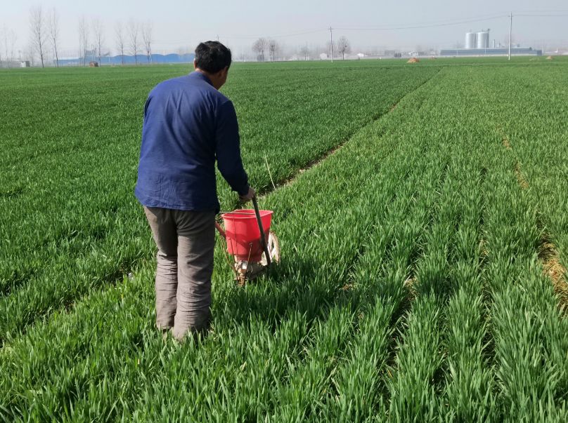 种了几十亩番茄,现在快开花坐果了,想追点肥,有什么好的建议吗?